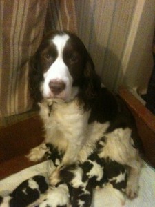 Field Springer Spaniel Mother and Puppies